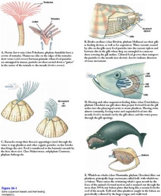  Lasiocarpia!  A Beautiful Seashell With A Fascinating Filter Feeding Mechanism!