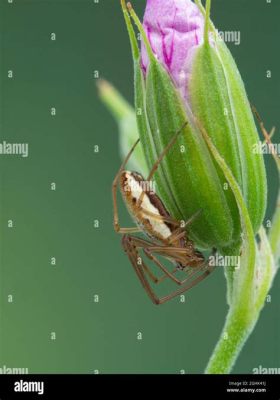  Questing Spider!  A Masterful Weaver Hiding In Plain Sight Among Decaying Leaves