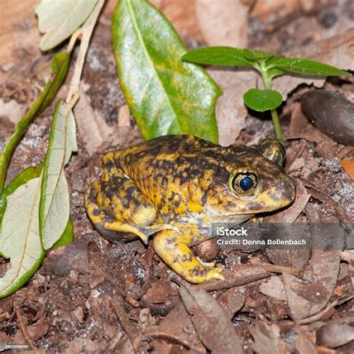  Xantus's Spadefoot! A Small Amphibian With an Enormous Appetite and Powerful Burrowing Skills