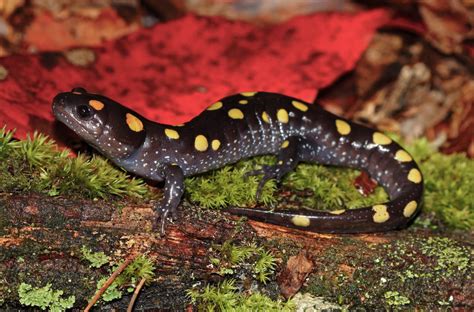  Yellow-Spotted Salamander:  An Enigmatic Creature That Transitions Between Aquatic and Terrestrial Life!